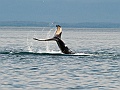 Alaska Wildlife-14